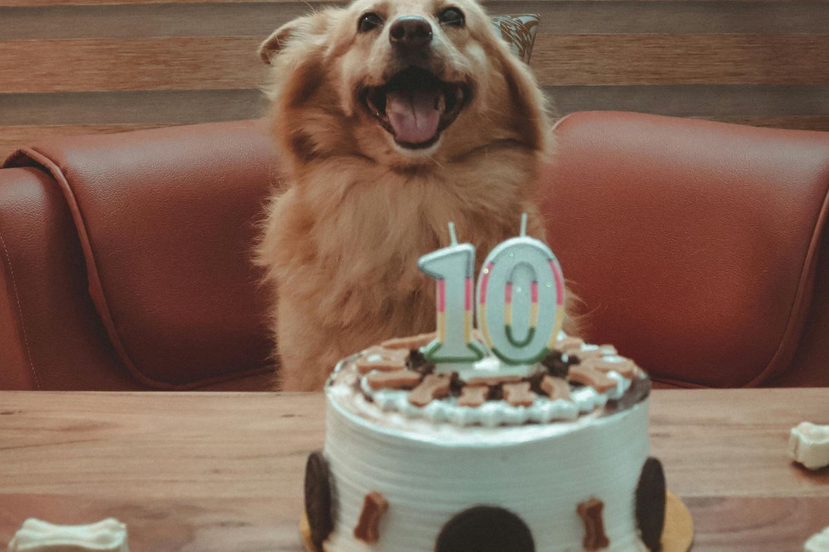 Postres para perro CDMX: ¡6 lugares de repostería para tu lomito!, image size:1200x800