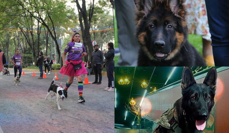 Dog Running 2024 CDMX: corre con tu lomito, Roko y Arkadas