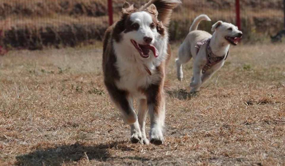 ¡RUAC es obligatorio! Checa cómo registrar a tu mascota