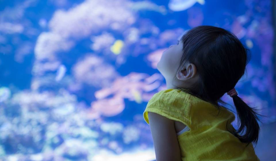 Magia y más en el festival del Día del Niño en Acuario Michin