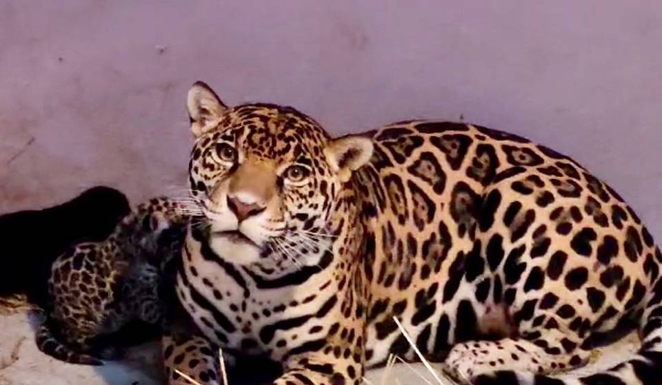 ¡Nacen 3 cachorros de jaguar en el Zoológico de Chapultepec!
