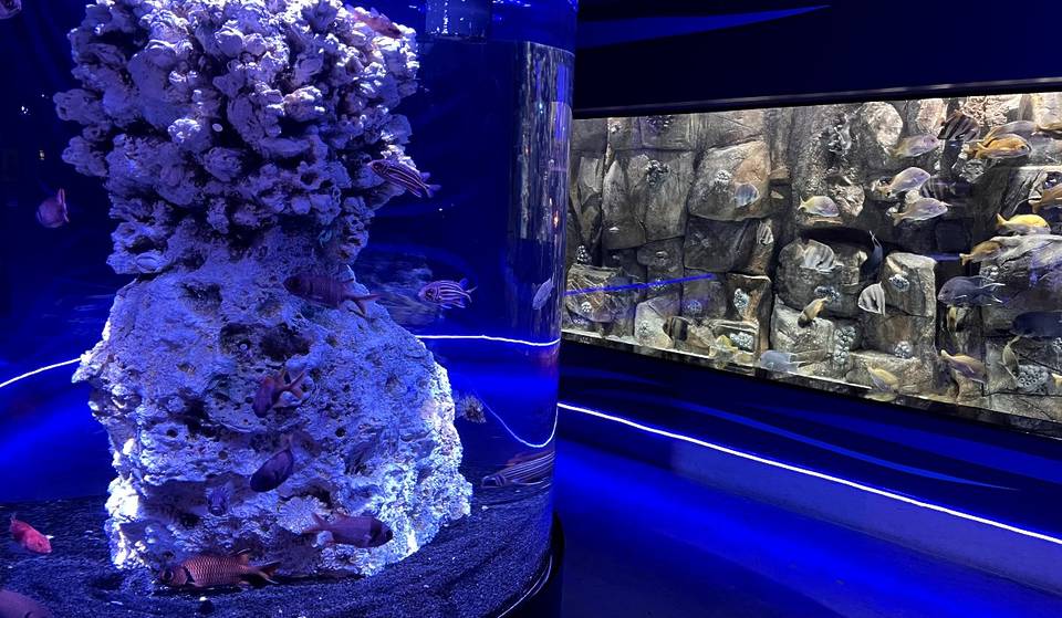 Tell the little ones! Michin Aquarium will have a summer course