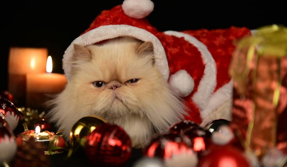 Cat Fest returns with a Christmas edition full of cosplay