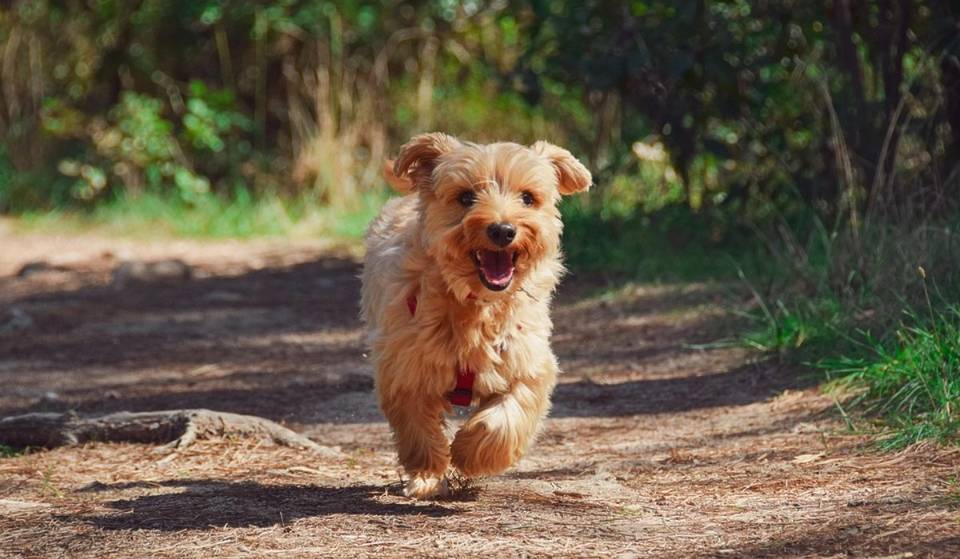 Celebra el Día del Perro en el Perrotón en Bosque de Aragón