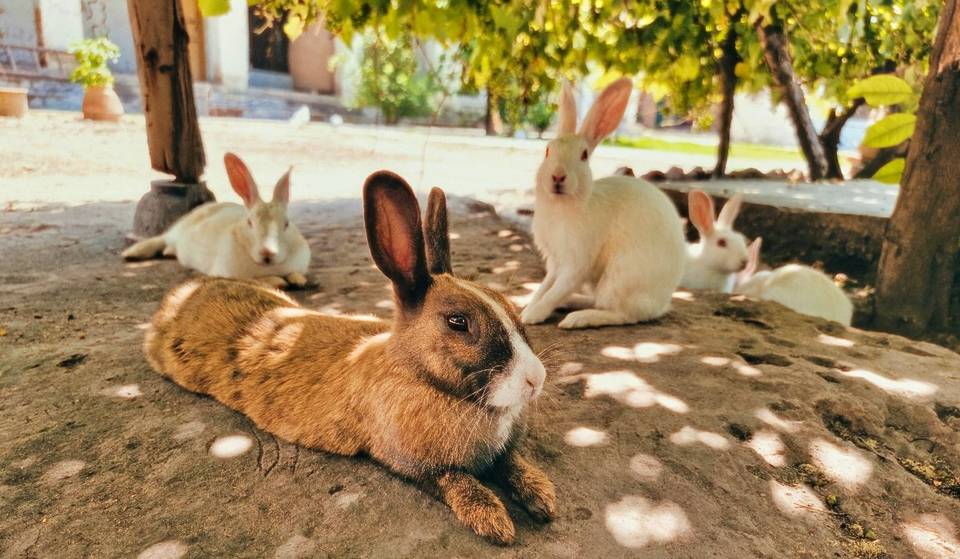 Un evento de conejos gigantes en CDMX ¡Con granja didáctica!