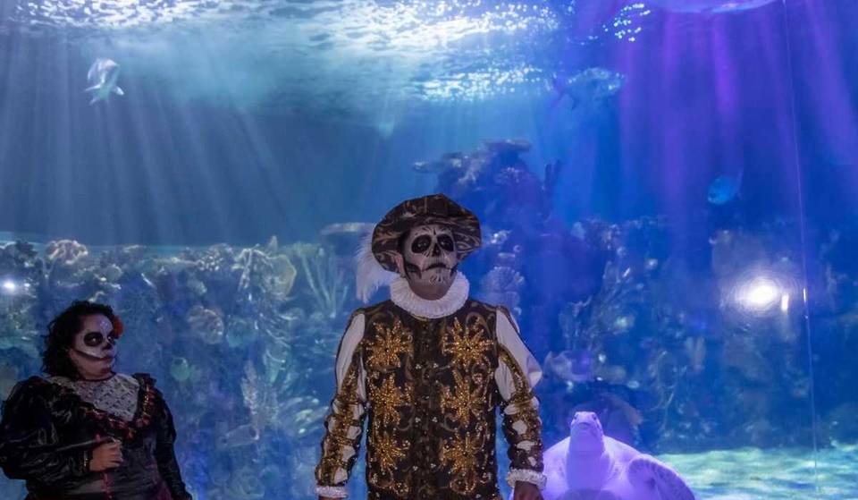 Sumérgete en las Noches de Leyendas en el Acuario Inbursa