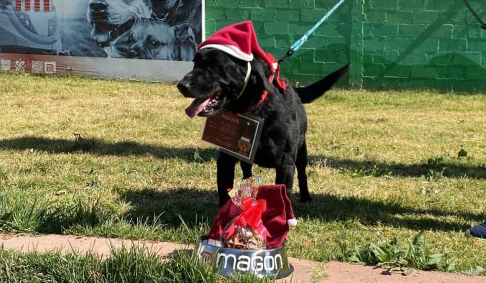 ¡Los perritos rescatados del Metro CDMX recibirán tu carta y se la entregarán a los Reyes Magos!