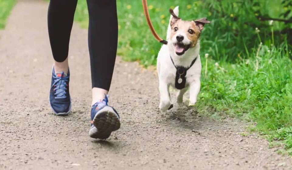 How to pay your traffic fine? by walking Metro doggies