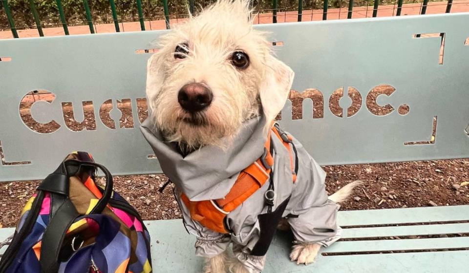 Do you have a puppy? This is the color code for pets in the CDMX