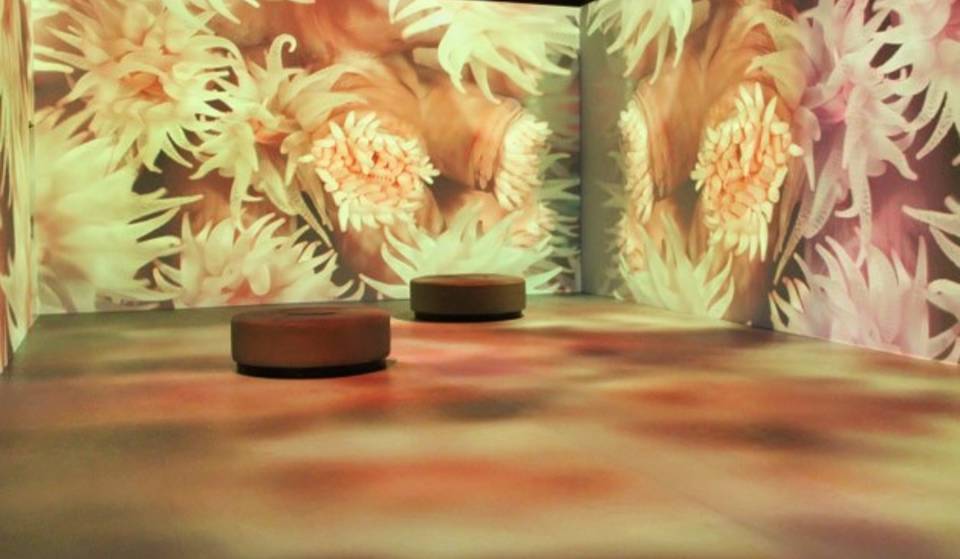 There’s a National Geographic immersive experience for $38 pesos!