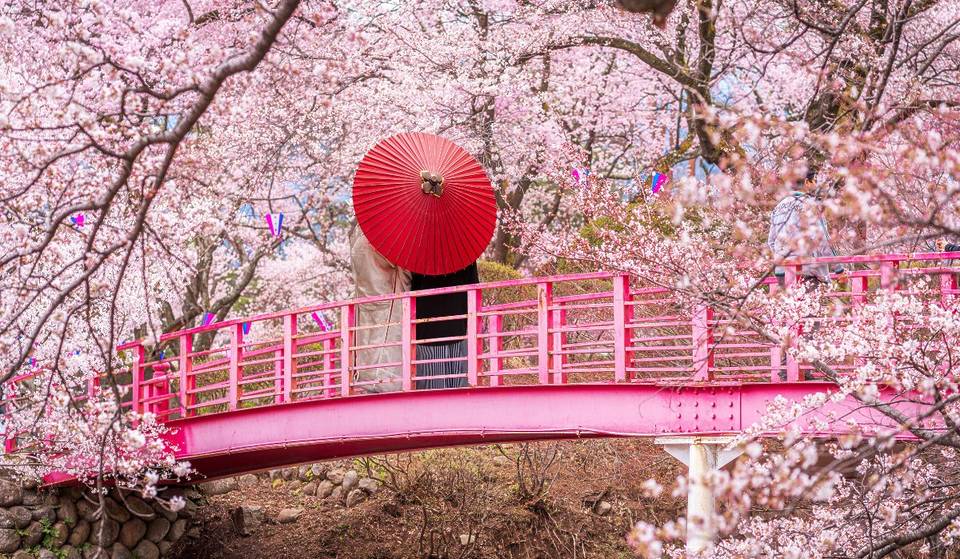 ¡Espectáculos en vivo, gastronomía oriental, karaoke y más actividades en este festival japonés de primavera!