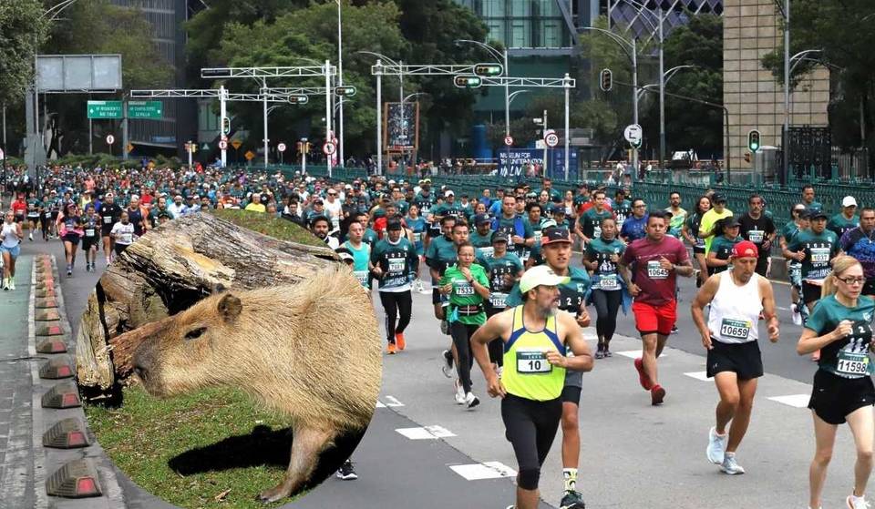 ¡Ya puedes inscribirte a la carrera con temática de capibaras en la CDMX!