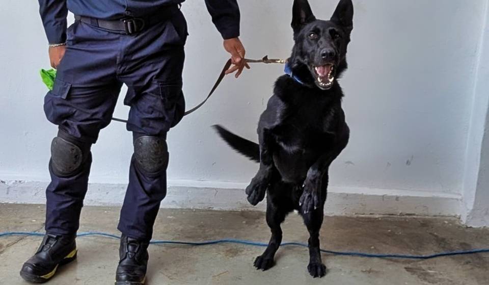 Meet Togo! The new firefighter rescue dog of the CDMX