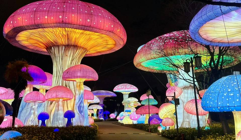 These are all the night activities of the Festival del Bosque 2025, there will be a night picnic!