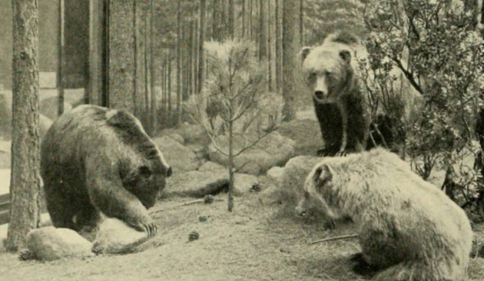 Extinct animals from Mexico that we would love to &#8220;revive&#8221;.