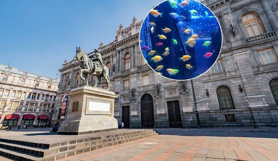 Concierto GRATIS del Día del Niño en el MUNAL: cuentos musicalizados sobre el océano y más
