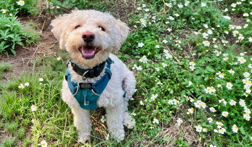 Adoption of dogs and cats in Chapultepec Park: check dates and what you can donate