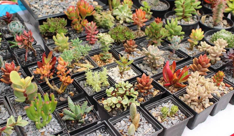 ¡Vamos a comprar plantas en el Festival de las Cactáceas del Museo Casa del Risco!
