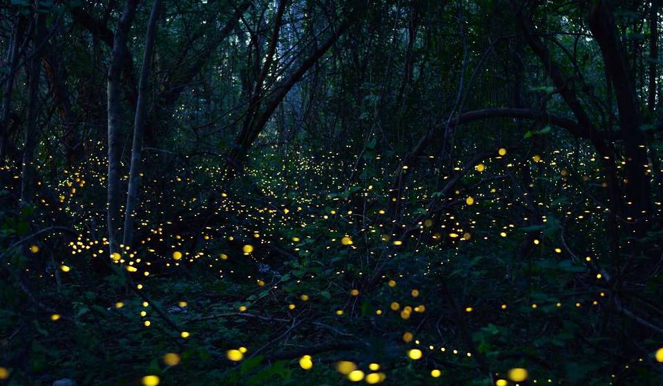 ¡Japón será el país invitado en el Festival Internacional de las Luciérnagas 2025!