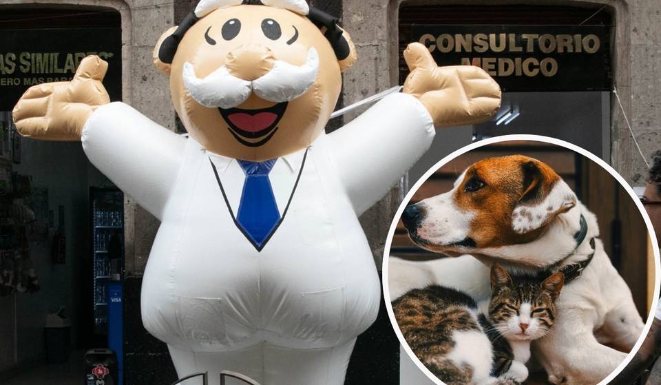 Simi will give veterinary service: accessible medical care for puppies and kittens in Mexico