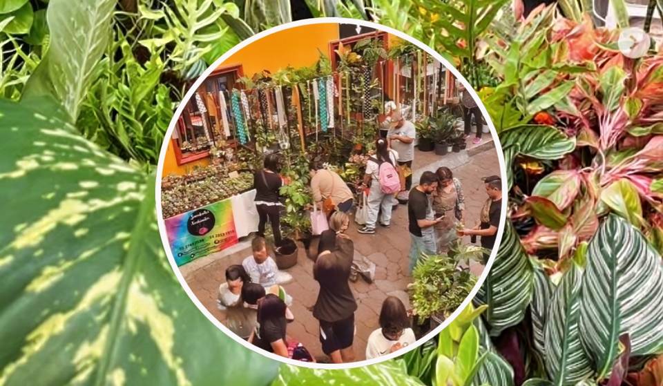 Plant Fest vuelve a CDMX por 3 días con plantas que nunca has visto y precios increíbles