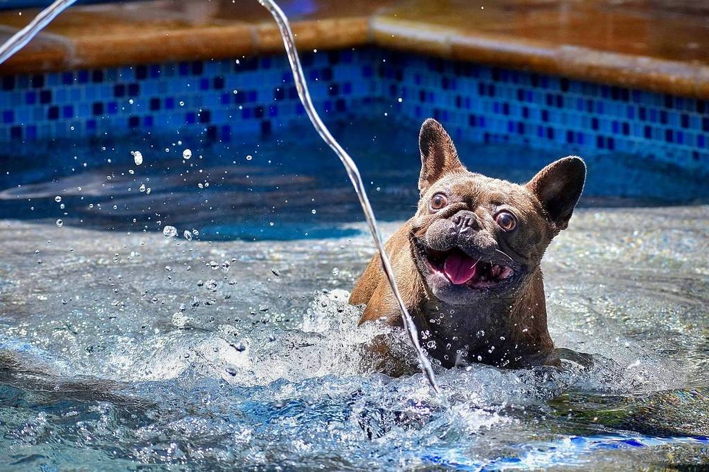 Héroes por adopción Wooftop Condesa