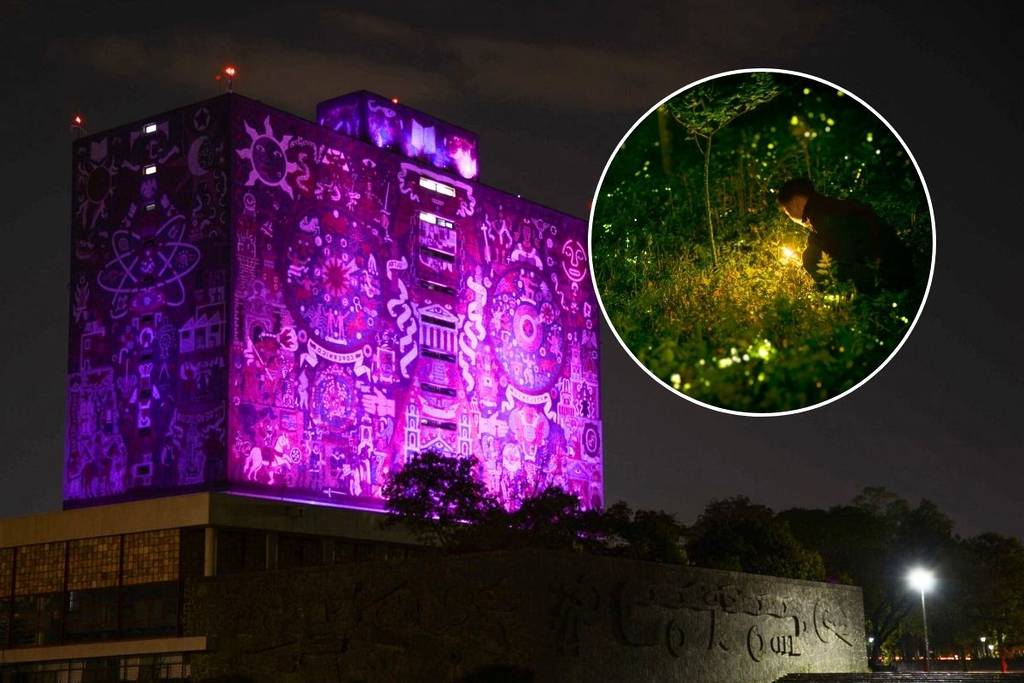 fireflies festival unam