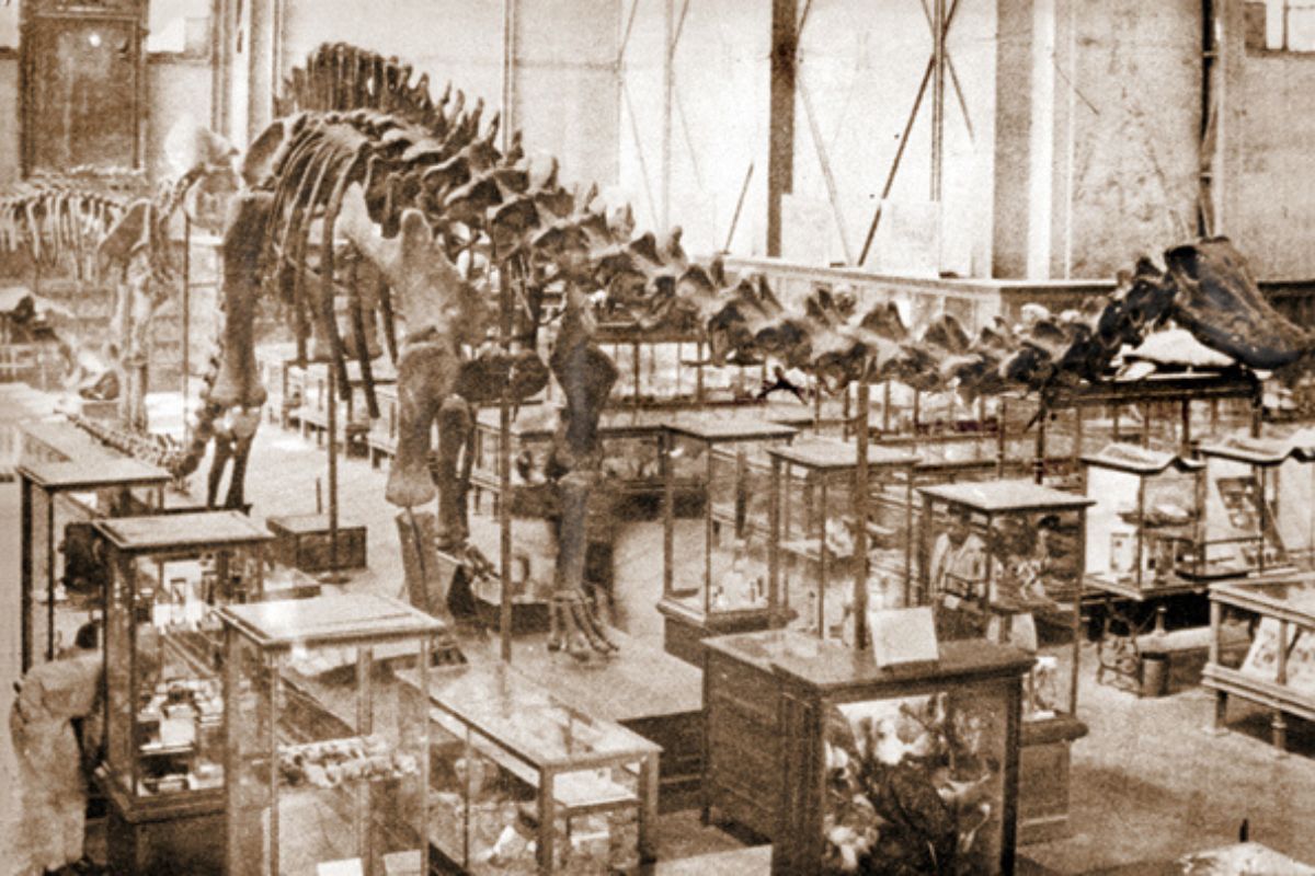 museo de historia natural en el museo del chopo