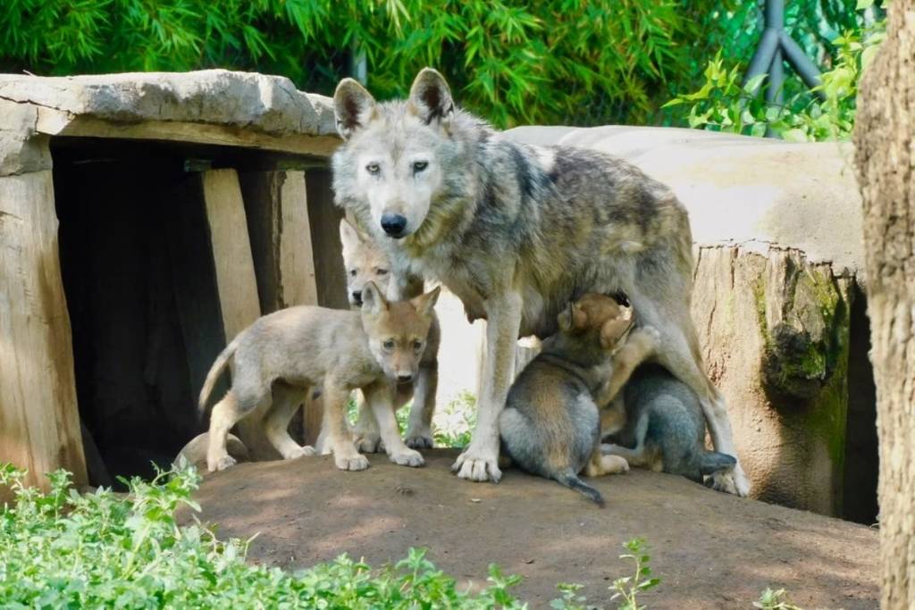 mexican wolf cubs san juan de aragon zoo