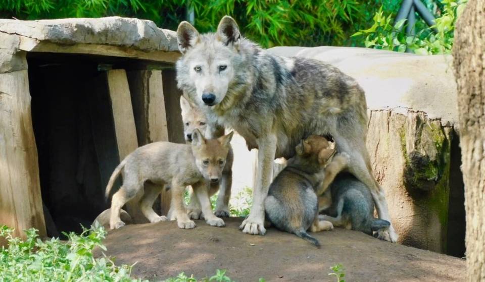 Cuatro cachorros de lobo mexicano nacieron en el Zoológico de San Juan de Aragón ¡una especie en peligro de extinción!