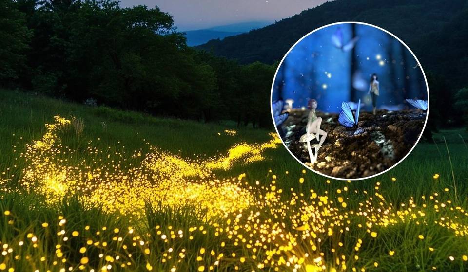 Fairy Forest to see fireflies: discover this luminous and magical sanctuary only 2 hours away from Mexico City.