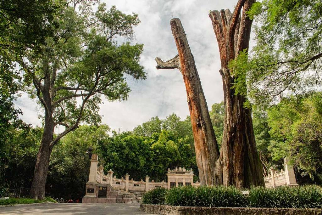 Ahuehuete El Sargento en Chapultepec