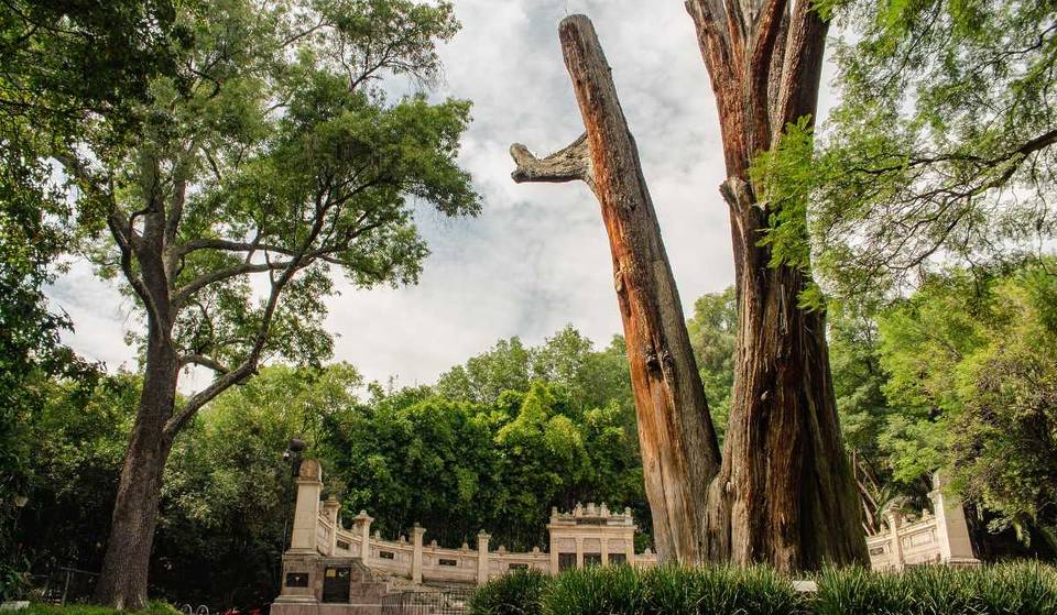 Did Nezahualcoyotl plant it? Meet the Sargento, one of the oldest trees in Chapultepec