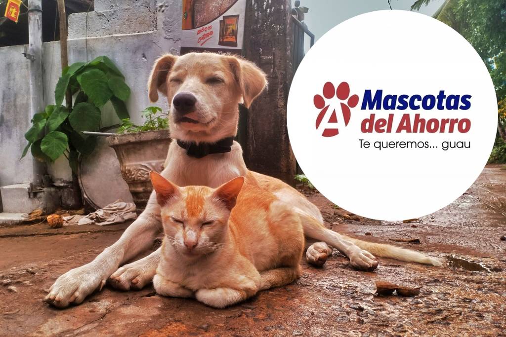 Farmacias del Ahorro Pet Consultations