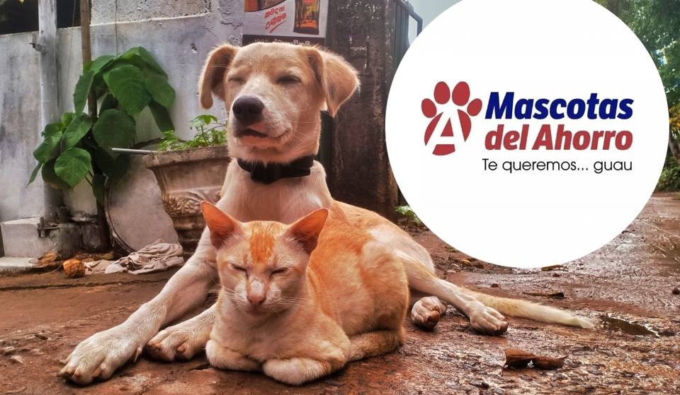 We tell you how Farmacias del Ahorro’s FREE pet consultations will work
