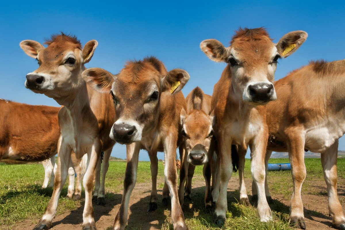 Entre viñas y vacas Flor de Alfalfa