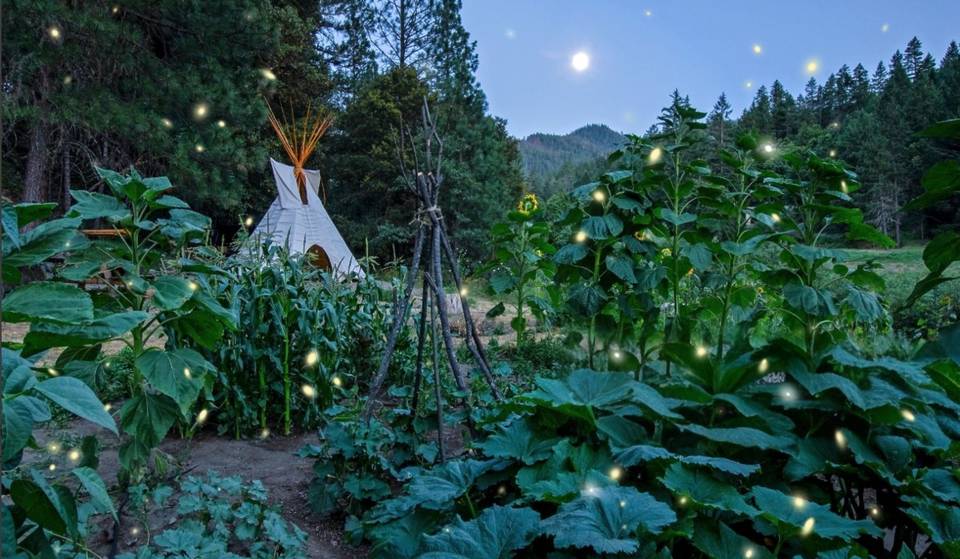 Última oportunidad: el Sendero de las Luciérnagas en CDMX anuncia sus fechas finales con cupo limitado