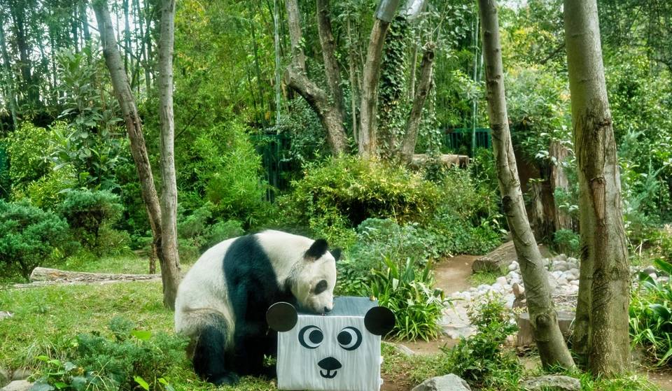 Cake, workshops and FREE Chinese lions: this will be the birthday of Xin Xin, the last panda in Mexico.