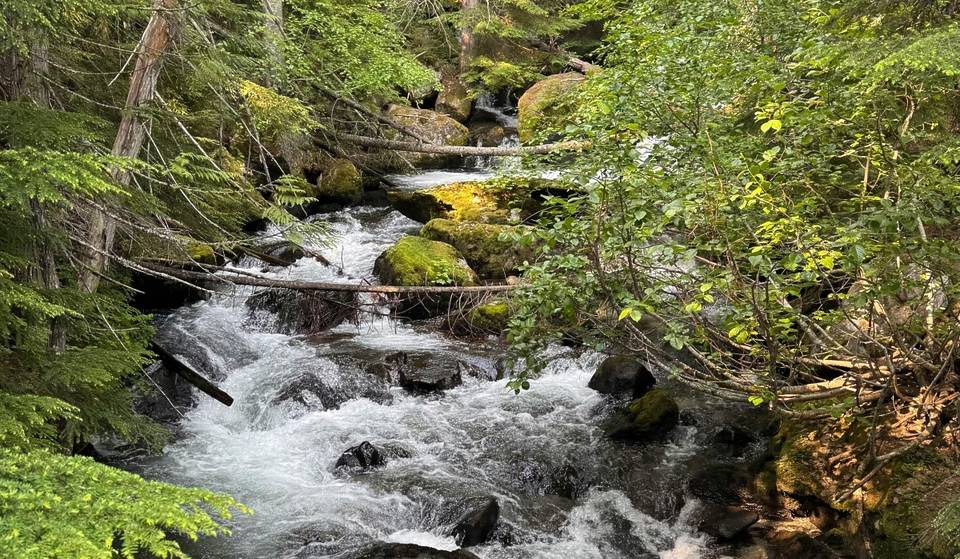 Pocos saben que este bosque mantiene con vida a la CDMX — el increíble ‘Bosque de Agua’