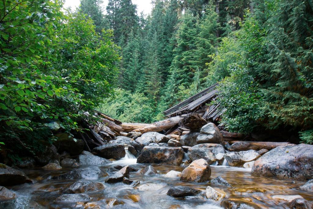 Bosque de Agua