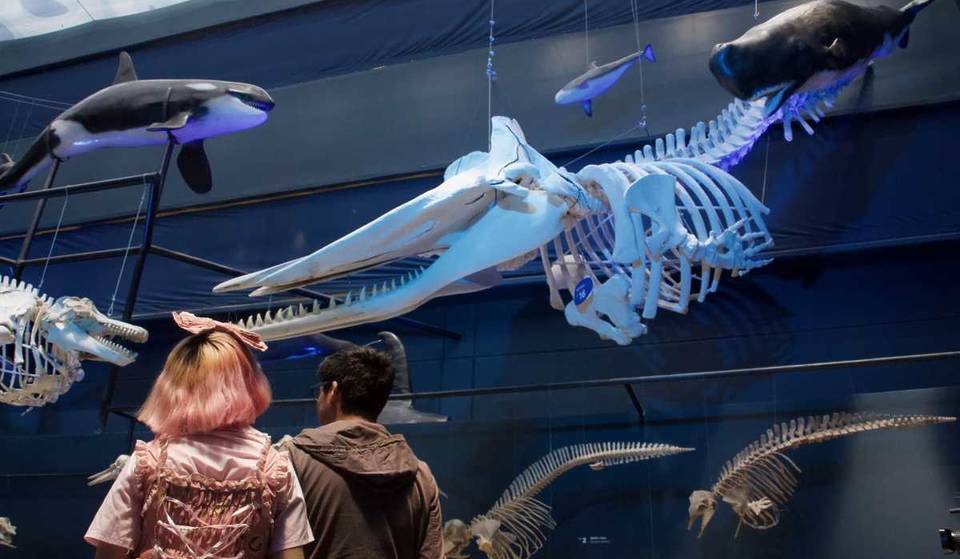 Los peques descubrirán más sobre dinosaurios y el océano en las actividades de verano del Universum