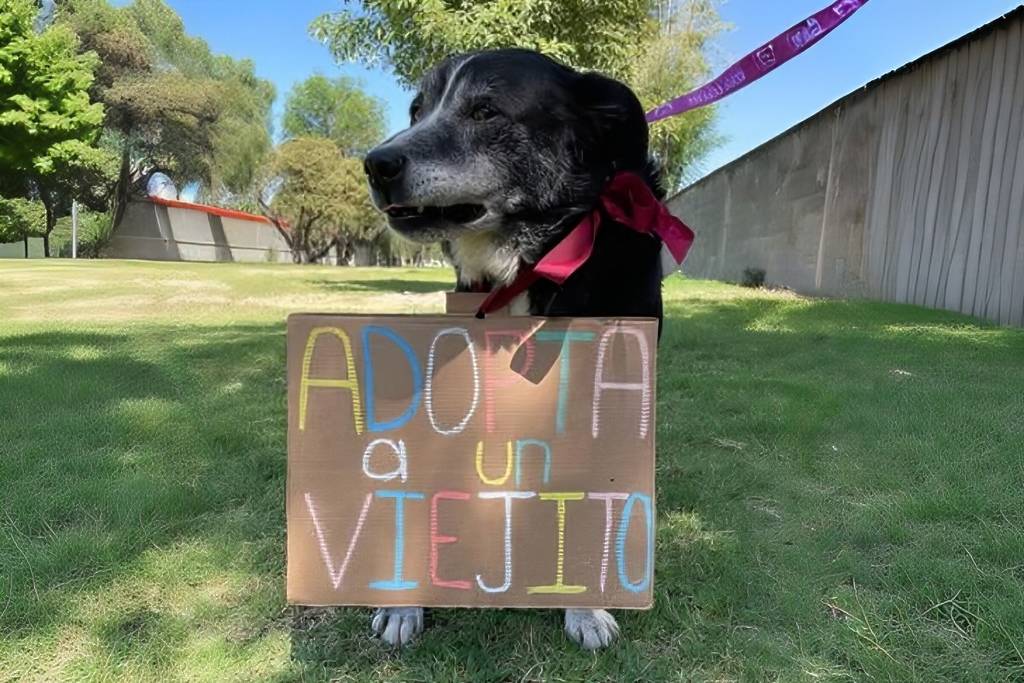 Cómo adoptar perrito del Metro CDMX