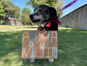 Adopta un perrito del Metro CDMX: el trámite es fácil, gratis y puedes cambiarle la vida a un lomito