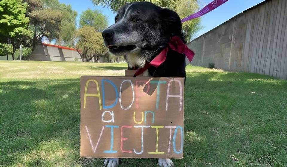 Adopt a puppy from Metro CDMX: the process is easy, free and you can change the life of a puppy.