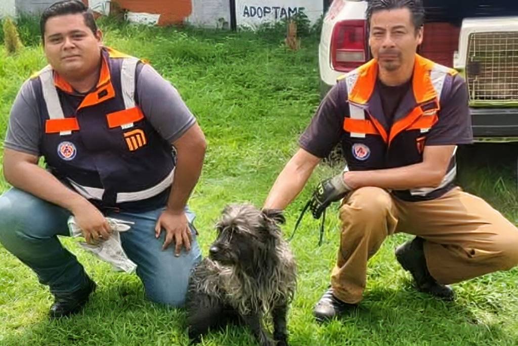 Cómo adoptar perrito del Metro CDMX
