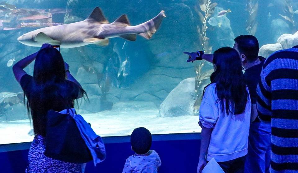 Michin Aquarium launches $99 tickets this summer: special prices for you to enjoy your vacations.