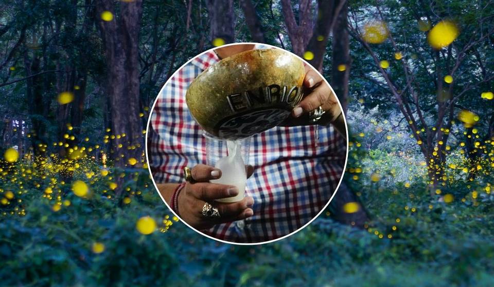 Fireflies, pulque and archeology in this express tour from CDMX: transportation and tastings included.