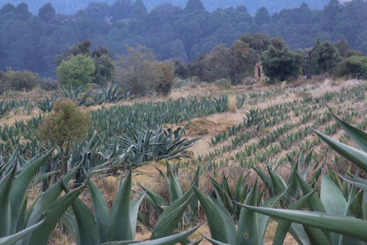 maguey pulque en tlaxcala