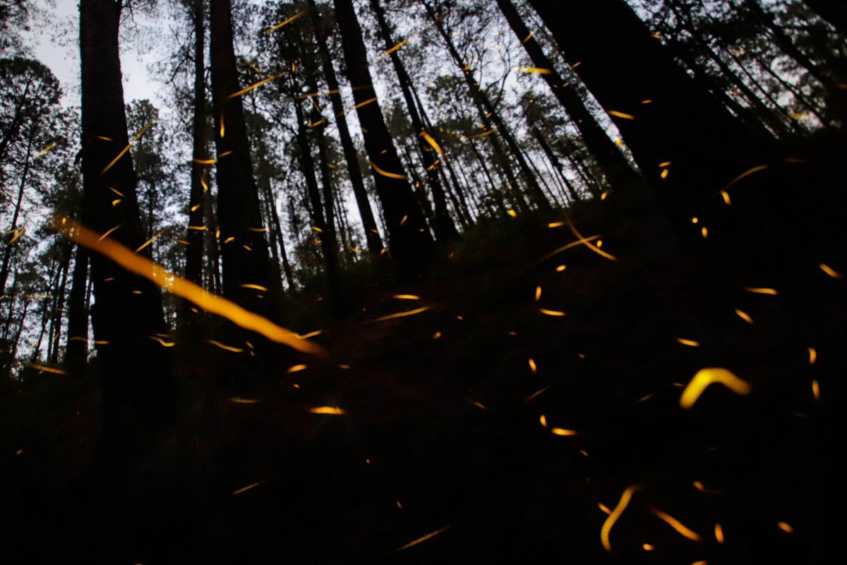 santuario de luciérnagas