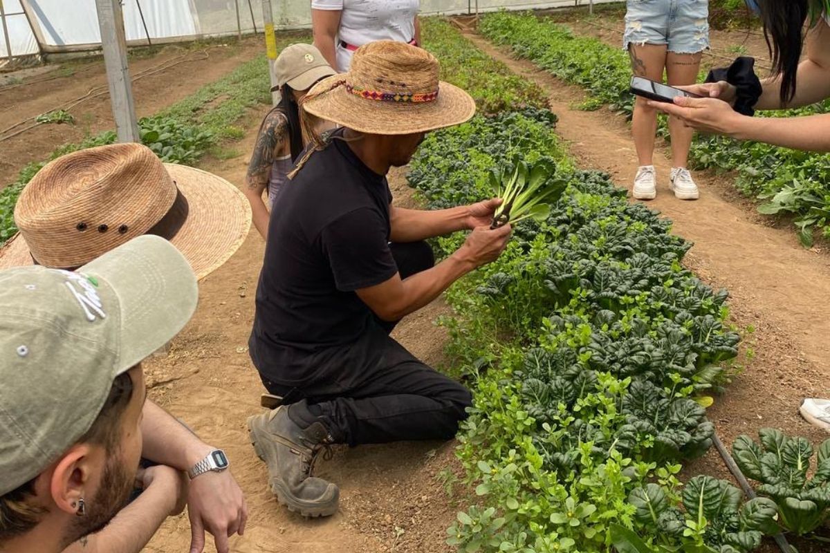 huerto productos orgánicos